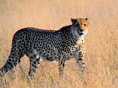 WID_4854.1.Cheetah